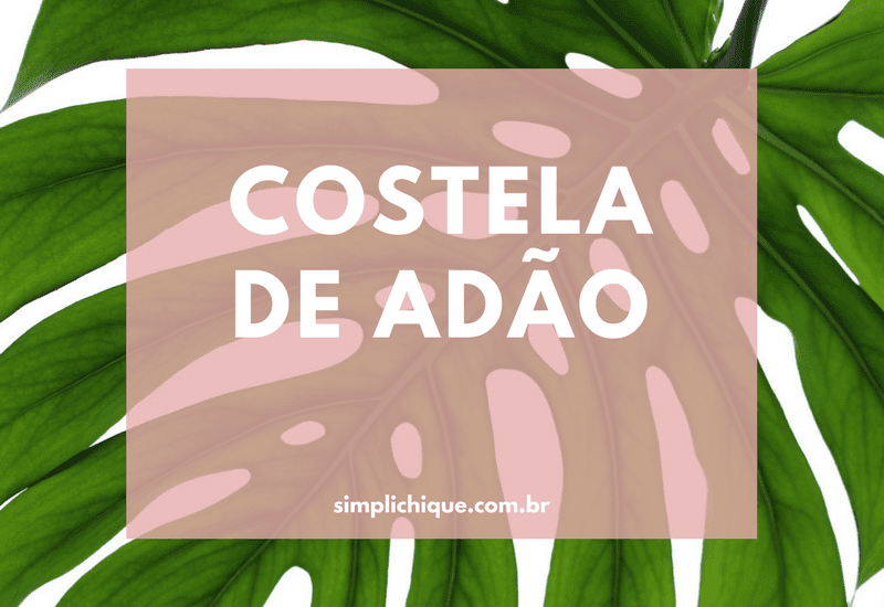 Read more about the article Costela de Adão: design natural para decorar a casa