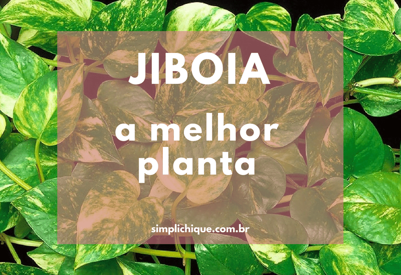Jiboia, uma das melhores plantas para ter em casa - Simplichique