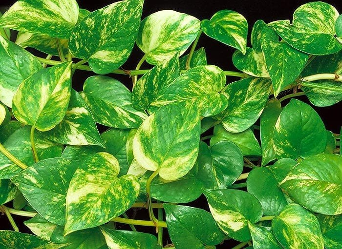 Jiboia, uma das melhores plantas para ter em casa - Simplichique