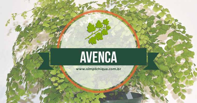 You are currently viewing Plantas para decorar: Avenca, uma plantinha linda e delicada