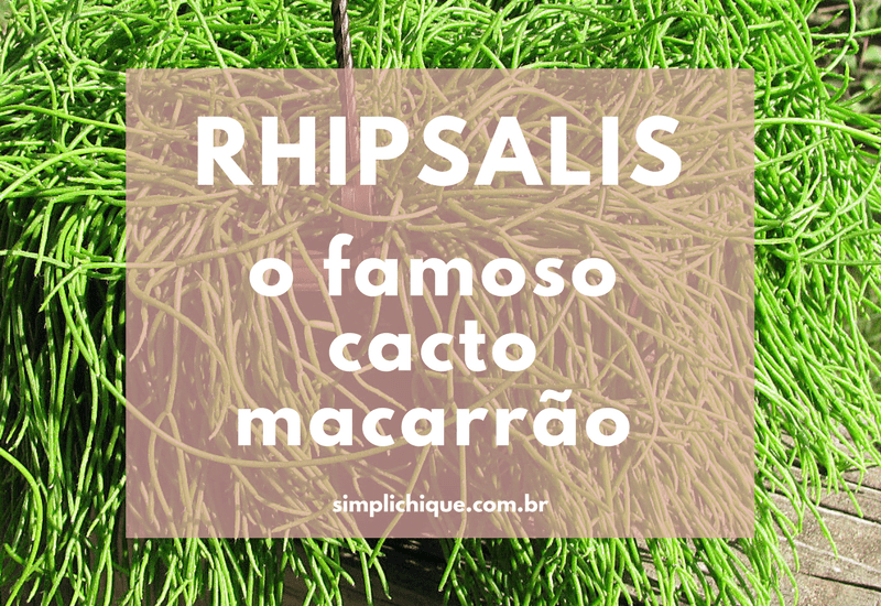 You are currently viewing Rhipsalis: a planta ideal para jardins verticais